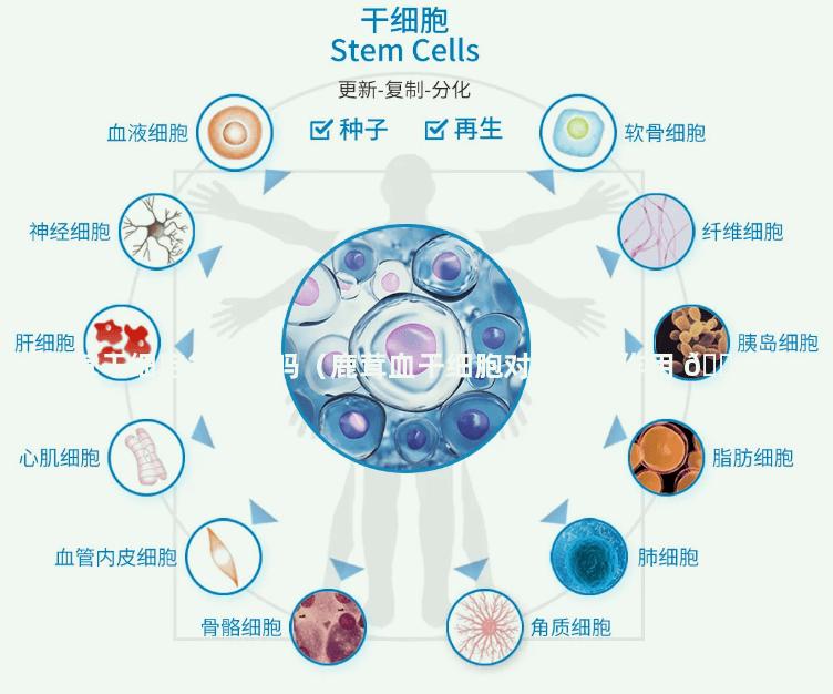 鹿茸干细胞能提取吗（鹿茸血干细胞对人体的作用 🐺 ）